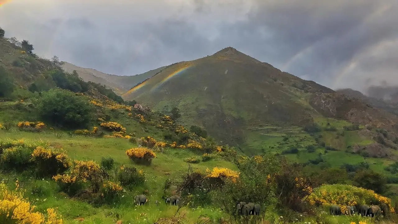 Den Himmel mit Regenbögen sonniger machen und kleine Elefanten hinzufügen 2.